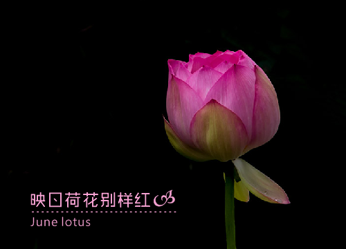 CorelDRAW设置竖排文字方法步骤