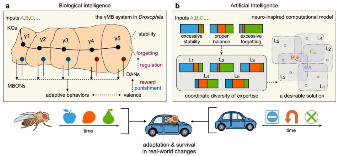 用生物脑机制启发持续学习，让智能系统适者生存，清华朱军等团队研究登Nature子刊封面