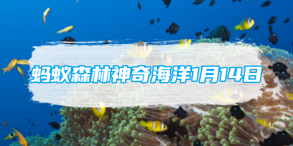 蚂蚁森林神奇海洋1月14日：探寻夜光蝶螺的神秘特性