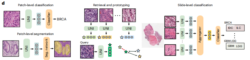 登Nature子刊，哈佛医学院发布迄今最大计算病理学基础模型，适用30+临床需求