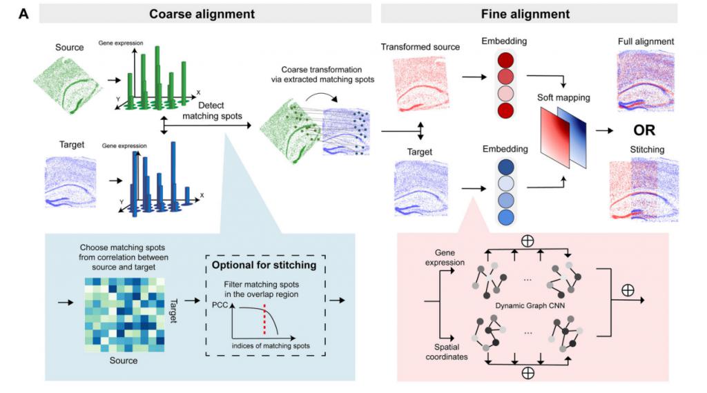 Nat. Commun. 速递：面向空间组学的两阶段对齐与拼接方法 