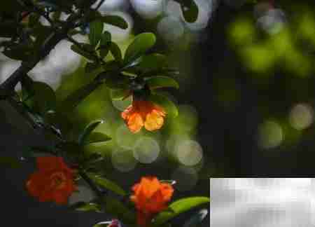 石榴小苗定形技巧