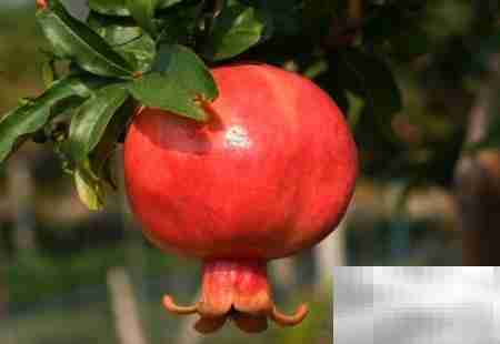 石榴小苗定形技巧