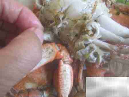 河蟹食用安全判断方法